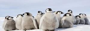 penguenler anne ve babalarını nasıl tanıyorlardır?