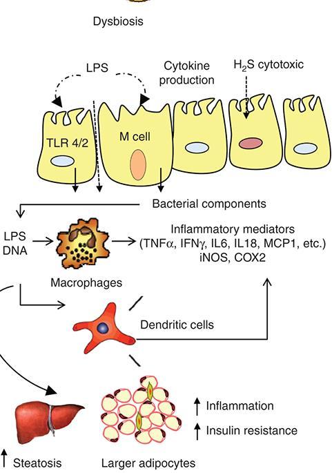 Gram negatif mikroorganizmalar Proteobakteriler Toll-like receptor-tlr tarafından tanınan lipopolisakkaridden zengin hücre duvarlarına sahiptirler.