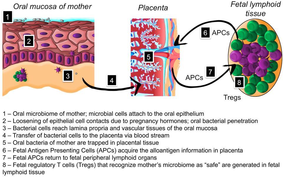 Uterus tamamen steril değildir. Plasenta mikrobiyomu oral kavitemikrobiyoma benzerdir.