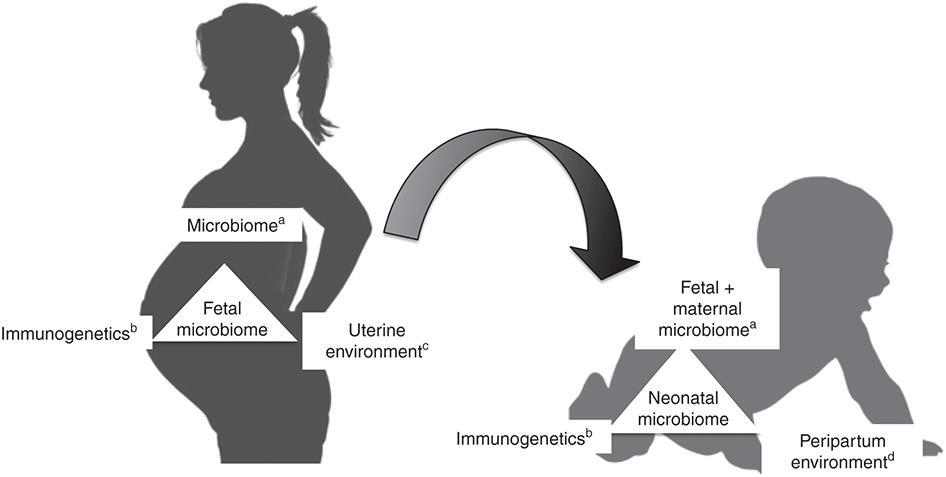 Maternal-Fetal Mikrobiyal Ekoloji (Mikrobiyom) Önceleri in utero çevrenin büyük ölçüde steril olduğu ve fetüsün doğuma kadar bakterilerle kolonize olmadığı düşünülürdü.