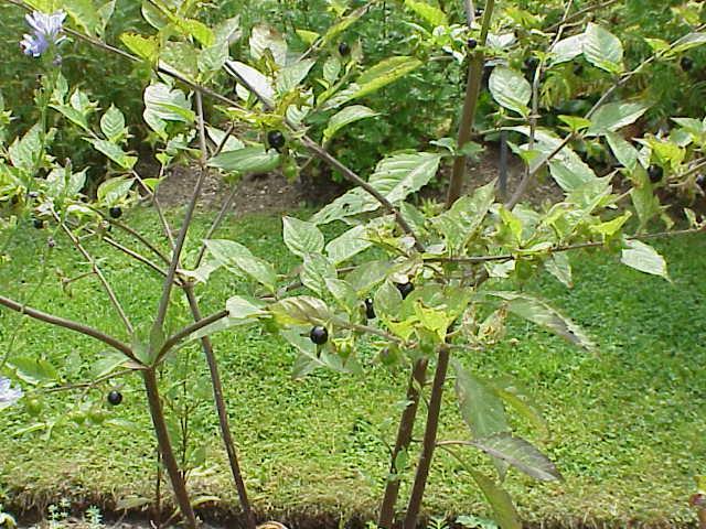 Atropin (atropa belladonna)