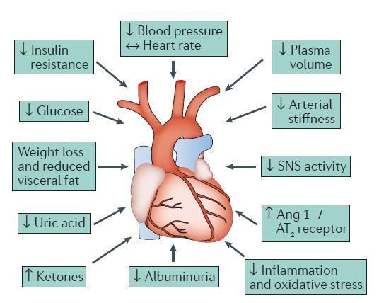 SGLT-2 İnhibitörlerinin Kardiyovasküler Olumlu Etkilerinde Potansiyel Mekanizmalar İnsülin rezistansı Glukoz Kilo kaybı Visseral yağ Ürik asit Kan basıncı Kalp hızı Plazma hacmi Arteryel katılık