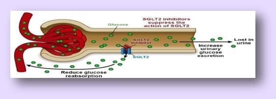 SGLT-2 İnhibitörlerinin Etki Mekanizması Farklıdır Hedef: BÖBREK β hücre kitlesi ve fonksiyonlarını etkilemez Etki: İnsulinden ve İR bağımsız -Diyabetin tüm spektrumlarında etkili Artmış Renal