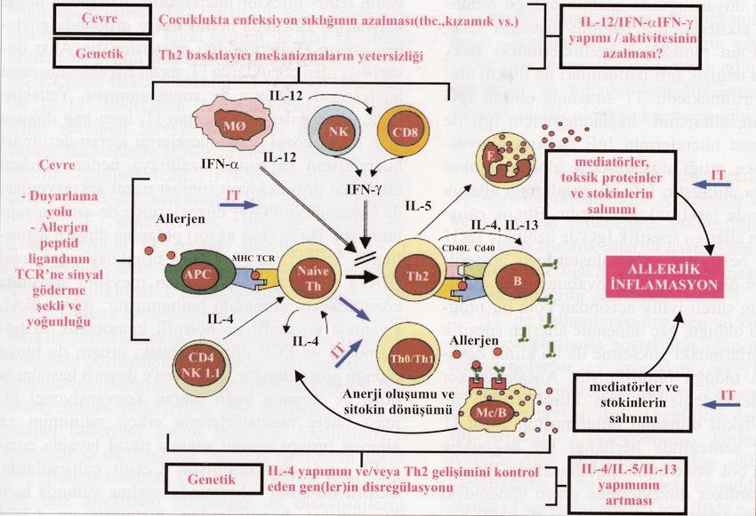 ALLERJİK HASTALIKLARDA İMMÜNOTERAPİ Betül Ayşe SİN Şekil 1. Allerjik inflamasyonda immünoterapinin etki mekanizmaları.