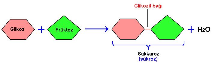 Sükroz (sakkaroz): Bir (1) ve bir früktoz molekülünün birleşmesinden oluşmuştur. 1. glikoz 2. süt Çay şekeri olarak bilinir.