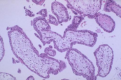 1. trimester Geniş, damardan fakir İki sıra hücre (içte sito, dışta
