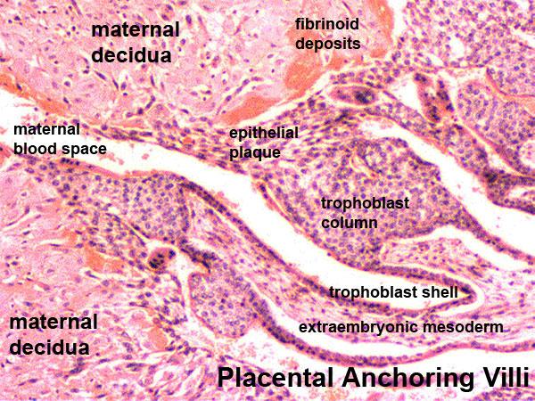 https://embryology.med.unsw.edu.