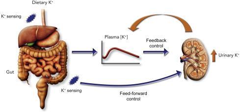 Diyetle 100mEq K/gün Böbrekten atılır 90mEq K/gün Brs absorbsiyon 90mEq K/gün Feçesle atılır 5-10mEq