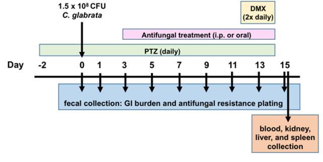 Gereç ve Yöntem GI kanal C. glabrata kolonizasyonu (Fare modeli) (-2. gün) Piperasilin-tazobaktam (PTZ) = 320 mg/kg/gün (SC) (0. gün) C. glabrata = 1.