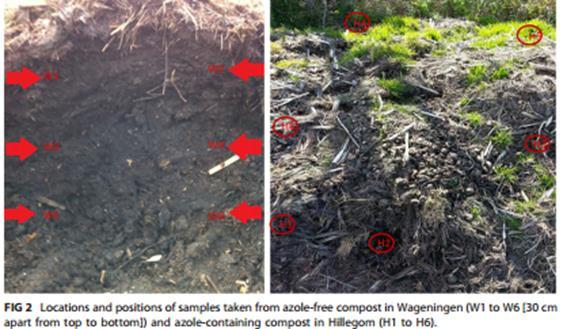 Azol İçeren ve İçermeyen Kompostlardaki Fungisit Analizi İki farklı bölgedeki kompostlardan örnekler alınmış W ile gösterilenler