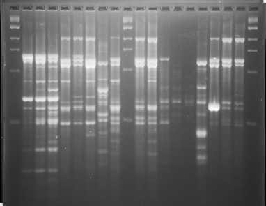 Arbitrarily Primed PCR (AP-PCR) AP-PCR ile tiplendirmede yöntemin ayrım gücü, kullanılan