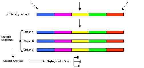 Multi-locus sequence typing (MLST) MLST ile housekeeping genlerin yaklaşık 500 bp parçalarının dizi analizi yapılmakta ve elde edilen her bir alele bir kod verilerek, dizi tipi (sequence type, ST)