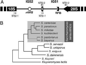 Ribosomal DNA ITS ve IGS bölgelerinin sekans analizi 26S