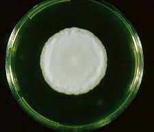 Örneğin; Histoplasma capsulatum un eşeyli formu olan Ajellomyces capsulatum haploid (N)