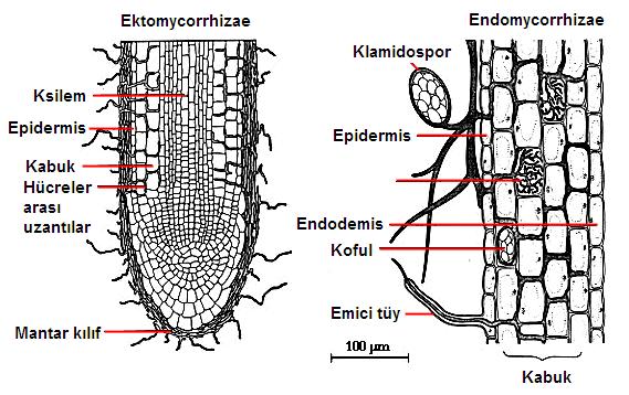 Mantarlar bitki kök yüzey alanını artırarak daha fazla su emilmesini ve minerallerin alınımını sağlayarak bitkiye destek olur Bu ilişki, tüm bitki türleri görülebilir Mikorizanın iki türü vardır: 5.