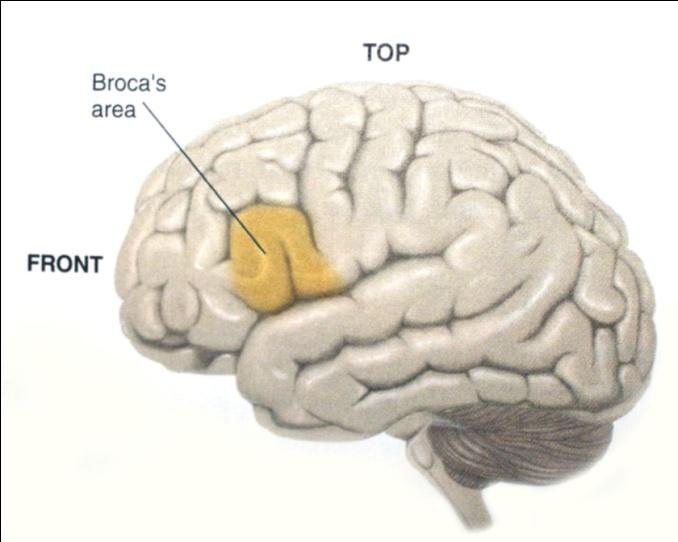Biyolojik Köken Paul Broca Broca beyin hasarlı bireylerin davranışlarını gözledi.