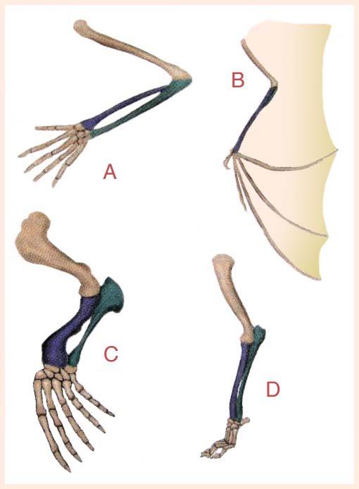 İşlevselcilik: Doğal Seçilim ve Evrim Charles Darwin Evrim: Doğal seçilimin bir