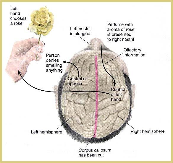 Ayrık-Beyinler (Split Brains) İnsanların hemen hepsinde sol hemisfer konuşmayı kontrol eder. Dolayısıyla sol beyin konuşan beyindir diyebiliriz.