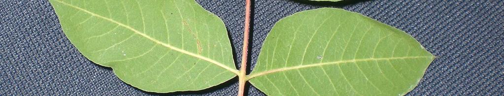 nın betimlerinden de anlaşıldığı üzere, iki takson arasında görülen en bariz morfolojik fark yapraklarda