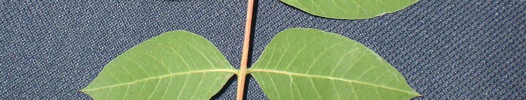 Pistacia palaestina türünün yaprakları Şekil 5. Pistacia terebinthus türünün yaprakları palaestina Boiss.