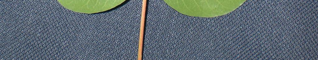 ocak şeklinde çok gövdeli, palaestina Boiss. ise tek gövdelidir (Şekil 7). Gövde rengi terebinthus L.