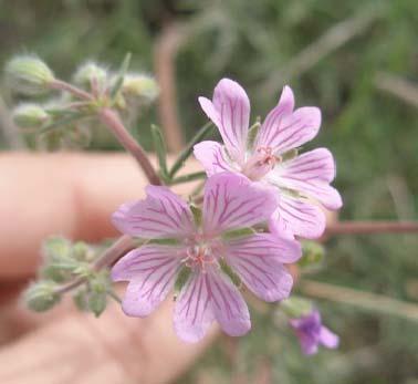 Geranium