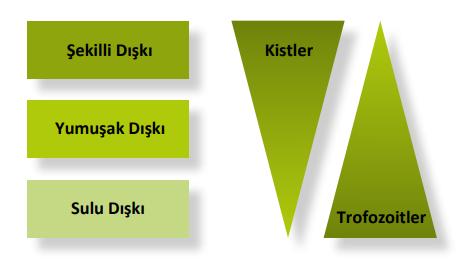 Özel Boyama/ histopatoloji Direk mikroskobi(nativ lugol) yumurta, trofozoit, kist Yoğunlaştırma (formol etil asetat ile çöktürme Kist, ookist, helmint larva ve yumurtaları) Boyama Modifiye aside