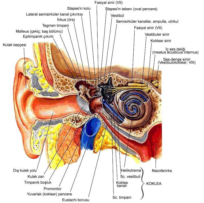 Şekil 2. Orta kulak ve iç kulak yapılarının şematik çizimi. 2.1.3 İç kulak İç kulak temporal kemiğin petröz parçasına yerleşmiştir.