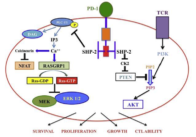 İmmün kontrol noktası düzenleyicisi : programmed cell death 1 (PD1) PD1 aracılı immun