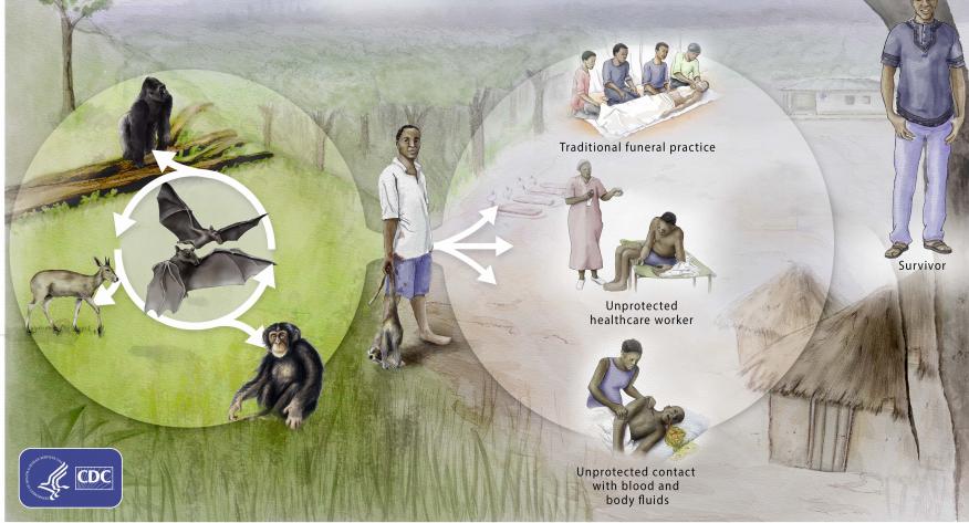 Virüsün doğada yayılım şekli, hayvandan- hayvana, hayvandan insana ve insandan insana bulaş şeklinde olur. Ebola virüs ekolojisi ve bulaşı Şekil 1 de gösterilmektedir (11).