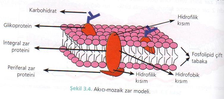 Akıcı-Mozaik Zar Modeli Bu modelde, zarın asıl ağı bir çift tabakası ile ona ilişmiş veya gömülmüş proteinlerden meydana gelmiştir.