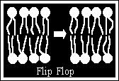 Moleküller zarın tek tabakası içinde yer değiştirirler buna karşılık flip-flop denilen bir