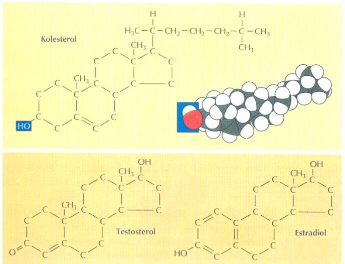 Kolesterol Dört halkalı hidrokarbon zinciri taşır.