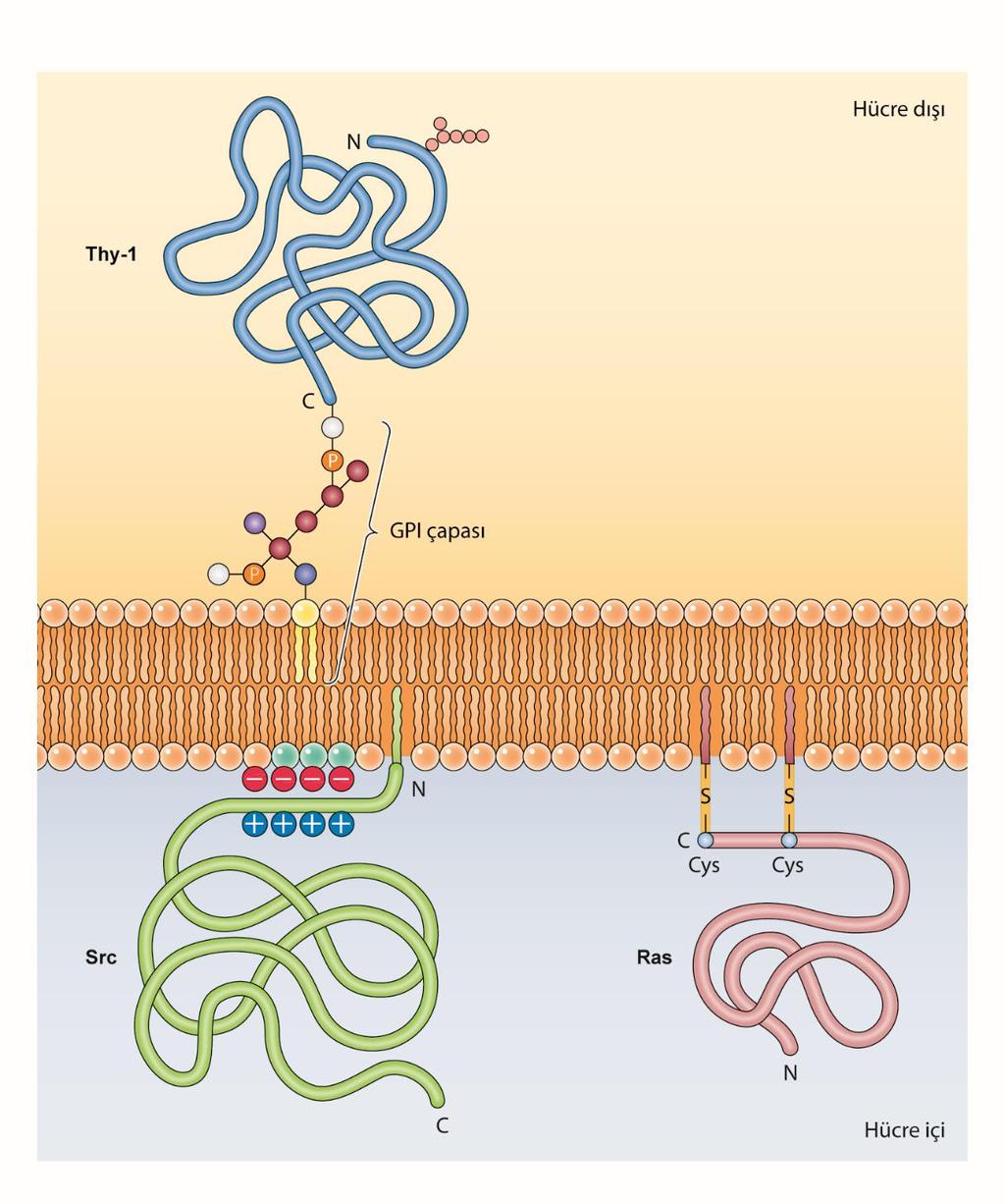 Lipid ve glikolipidler tarafından plazma zarı içerisine sabitlenmiş protein örnekleri: Bazı proteinler (lenfosit protein Thy-1) endoplazmik retikulum içerisindeyken C uçlarına eklenen GPI kancaları
