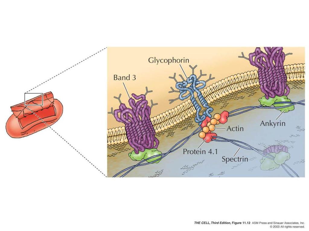 Kırmızı kan hücreleri integral zar proteinleri : Glikoforin, dimer yapıda olup herbir polipeptid