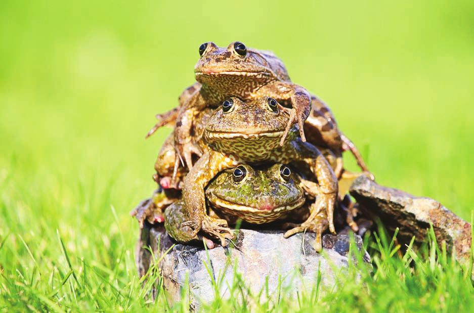 Göller Bölgesi yaşayan endemik Beyşehir Kurbağası Neden Azalma Tehdidi Altında Bilinçli yada bilinçsizce canlıların yaşam alanlarının tahrip edilmesi sonucunda, besin zincirlerinde meydana gelen