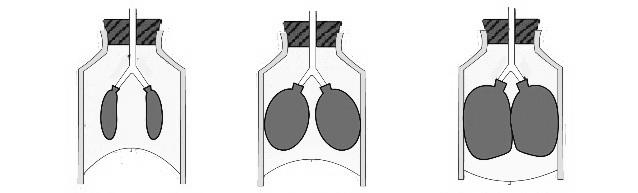 23. Aşağıdaki resim solunum mekanizmasının deneysel modelini ifaade temektedir. Resim 2 de gösterilen balonlar havanın geçtiği borucuklar-bronşlar ile bağlanmış akciğerleri ifade etmektedirler.