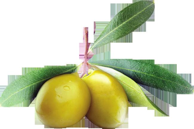 Zeytinyağı Zeytinyağı binlerce yıldır insanoğlunun sağlık, lezzet, Şifa ve güzellik kaynağı olmuştur.