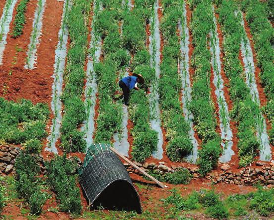 En büyük sanayi ve ticaret şehri ise Asya nın önemli liman şehirlerinden birisi olan Şanghay dır. Çin in toplam nüfusu 1,36 milyardır fakat nüfus, ülke topraklarına eşit olarak dağılmamıştır.