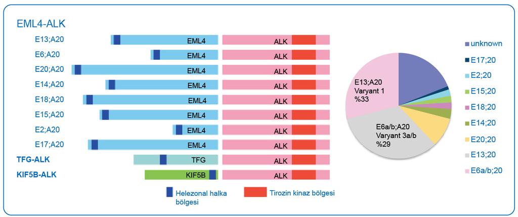 Anaplastic lymphoma kinase (ALK) rearrangement (ALK-EML4) ALK fusion oncogene (ALK-echinoderm microtubule-associated protein-like 4) KHDAK lerinin %2-7 Sigara