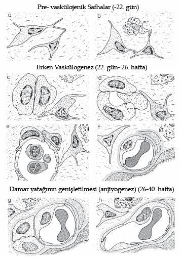 mikrovasküler endotelyal hücrelerde bulunup, reseptör mrna sının makrovasküler endotelyal hücrelerde bulunmayışı, kapiller endotelyal hücrelerinin hücre çoğalmasını ve anjiyogenezini ilerlettiğini