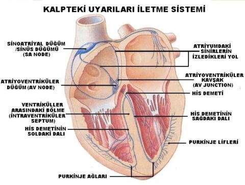 Kalbin elektriksel iletim sistemi Kalbin elektriksel iletim sistemi, sinoatrial düğüm (sinoatrial node - SA), his demeti (bundle of his), atrioventriküler düğüm (atrioventricular node - AV), his