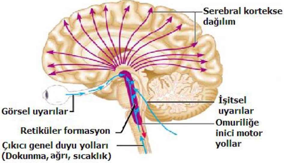 Beyin sapı Köprü (pons); medulla oblangata (soğanilik) ile mesencephalonu (orta beyin) ve merkezi sinir sisteminin üst ve alt bölümlerini birbirine bağladığı için bu adı almıştır.