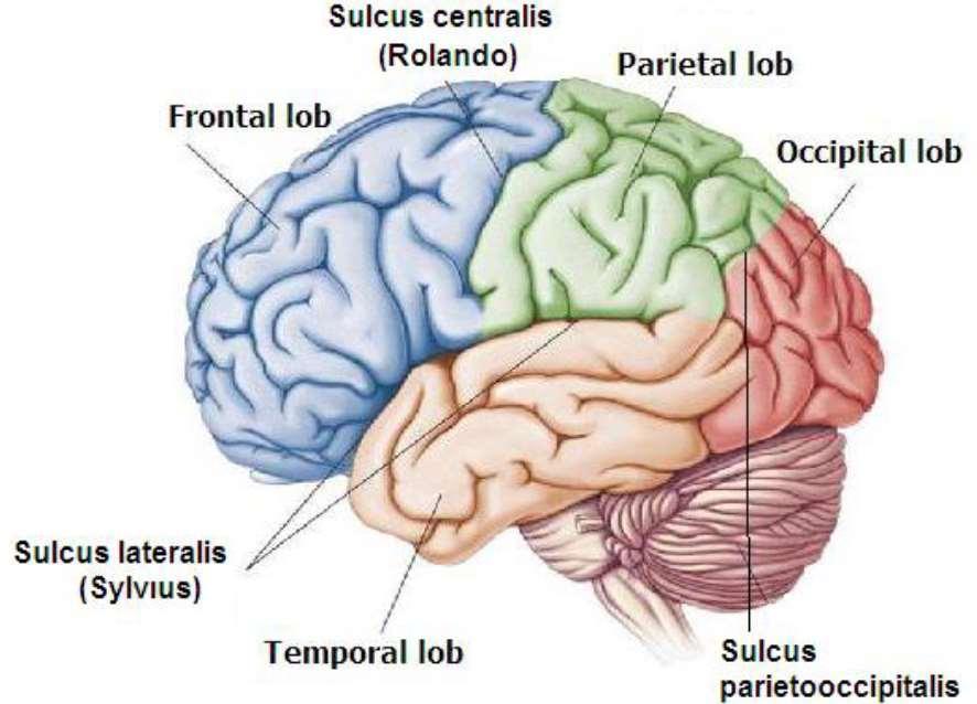 Beyin (cerebrum) Frontal lob (alın lobu): Beynin en gelişmiş ve en büyük lobudur. Alın lobu üzerinde motor ve duyu merkezleri ile konuşma merkezi ( broca merkezi) bulunur.