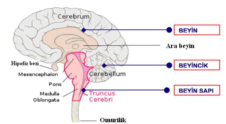 Omurilik (Medulla spinalis) Omurilik, MSS nin önemli bir parçasıdır. Beyin sapının alt bölümü olan; soğaniliğin alt ucundan başlayarak omurga içinde, aşağıda 1. lumbal ve 2.
