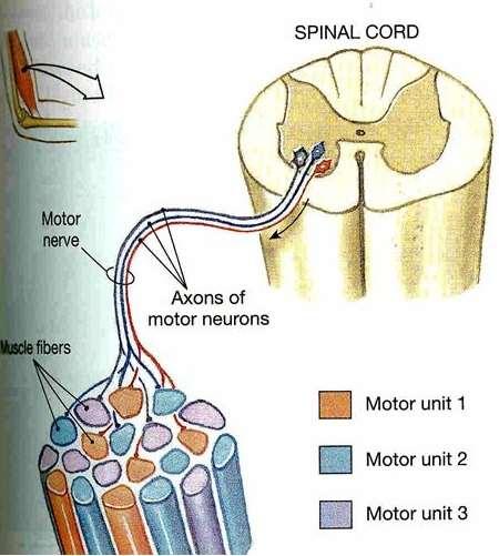 Motor hareketi Motor sinirleri yapı itibariyle sinir hücrelerinden meydana gelir, böylece her bir motor siniri sadece polarize veya depolarize durumda bulunabilir ve motor uç plakalarına iki seviyeli