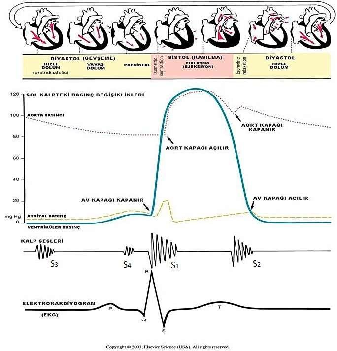 Kalp sesleri Bir kalp çevrimi esnasında dört kalp sesi meydana gelir. Birinci kalp sesi: Kulakçıkların depolarizasyonu sonunda, karıncıkların depolarizasyonu başında meydana gelir.