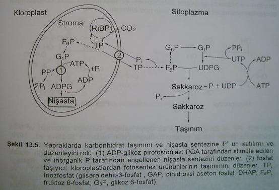 Nişasta sentezini etkiler; Pi/trioz P oranı ADP-glukoz pirofosforilaz enzim aktivitesi durur Trioz P salınımını P