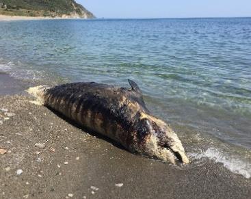 5m boyunda ve 350kg ağırlığındaki yetişkin Afalına bir saatlik operasyonla tekrar