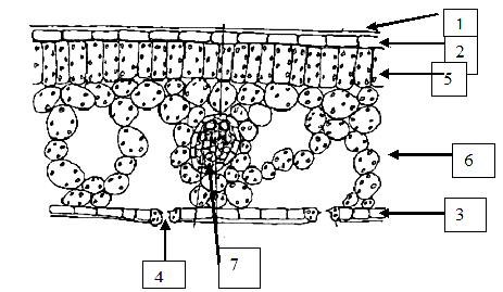 1. Aşağıdaki resimde ok ile işaret edilmiş olan yaprağın anatomik kısımlarını uygun sayılar ile işaret et. 1. kutikül/bal mumu katmanı 2. üst epidermis 3. alt epidermis 4. stom/gözenekler 5.